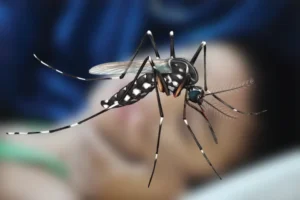 ডেঙ্গুতে আক্রান্তের সংখ্যা ক্রমেই বাড়ছে