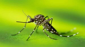 ২৪ ঘণ্টায় ডেঙ্গুতে আক্রান্ত ৫১০ জন