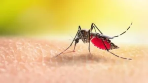 ডেঙ্গুতে আরও ৩ জনের মৃত্যু, নতুন আক্রান্ত ৪২৫