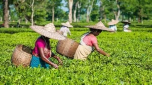 সবুজের রাজ্য সিলেট: চা বাগান, জাফলং ও ঝরনার অপরূপ সৌন্দর্য