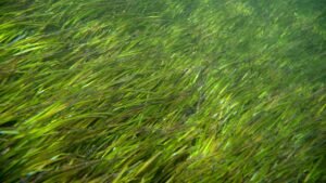 জলবায়ু রক্ষায় সিগ্রাসের নীরব বিপ্লব