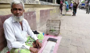 টিয়া পাখিতে ভাগ্য গণনা: লোকজ ঐতিহ্য, বিশ্বাস আর বিতর্কের গল্প