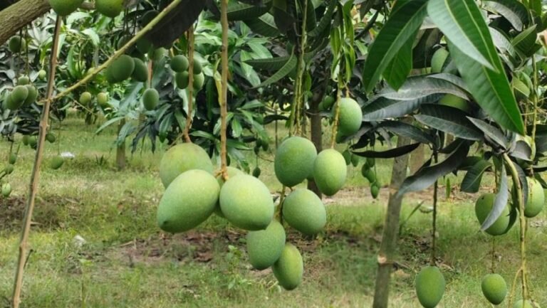 দেশে অনুকূল আবহাওয়ায় আমের বাম্পার ফলন
