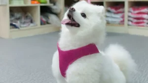 স্কুলে ভর্তি কুকুরছানা, মাসে খরচ ২ লাখ টাকা!