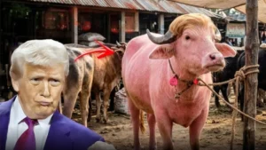 এবার মহিষ ট্রাম্পকে নিয়ে রসিকতা ইরানের