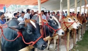 জেনে নিন কোন পশুর বয়স কত হলে কোরবানি করা জায়েজ