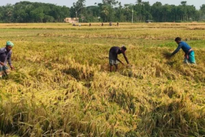 ঝড়-বৃষ্টি ও শ্রমিক সংকটে ধানের কম দাম, বিপাকে ঝিনাইদহের কৃষকরা