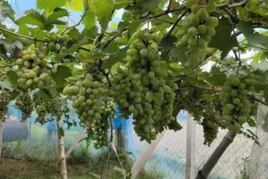 ঝিনাইদহে আঙুর চাষে সফলতা, ভাগ্য বদলাল তিন বন্ধুর