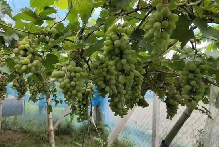 ঝিনাইদহে আঙুর চাষে সফলতা, ভাগ্য বদলাল তিন বন্ধুর