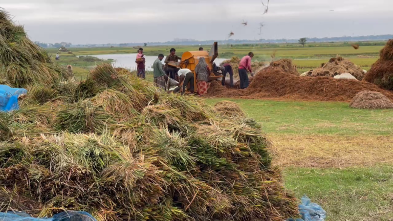 হাওরাঞ্চলে ধান-চাল সংগ্রহ শুরু ৩ মে