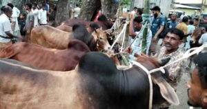 হাটে প্রচুর কোরবানির পশুর আমদানি, জমে ওঠেনি বেচাকেনা