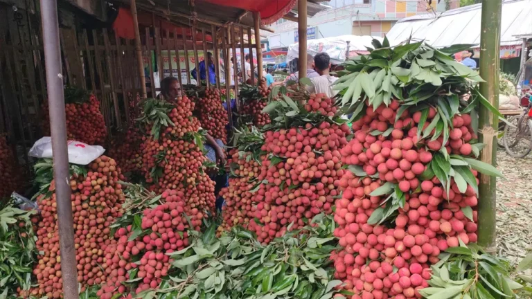 ‘লিচুর রাজ্য’ দিনাজপুরে জমে উঠেছে বাজার