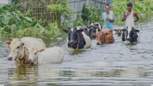 চট্টগ্রামের বন্যায় গোখাদ্যের তীব্র সংকট, বিপাকে খামারিরা