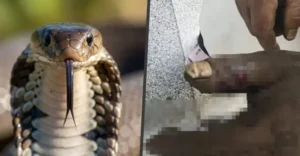 স্বামীকে বাঁচাতে সাপের বিষ মুখে টেনে নিজেই হাসপাতালে ভর্তি স্ত্রী